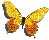 [ID: A butterfly with glittering yellow top wings and orange bottom wings. End ID]