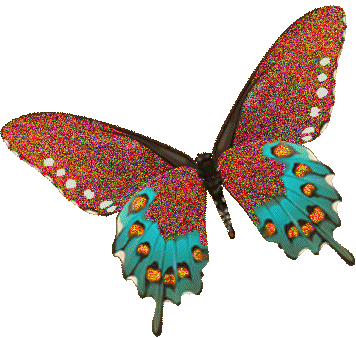 [ID: A butterfly with glittering red top wings and turquoise bottom wings. End ID]