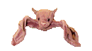 [ID: A Beanie Baby named Batty. It's a solid brown-colored bat. End ID]