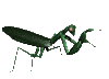 [ID: A gif of a dark green preying mantis. End ID]