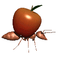 [ID: A gif of a brown ant carrying a red apple on its back. End ID]