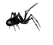 [ID: A gif of a large black spider. End ID]