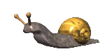 [ID: A gif of a grey-brown snail with a yellow-bronze shell. End ID]